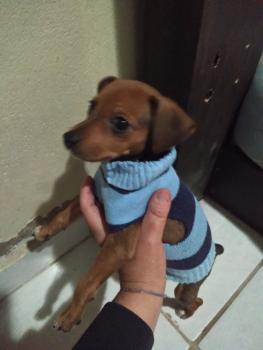 Bob, Pinscher (Alemán)