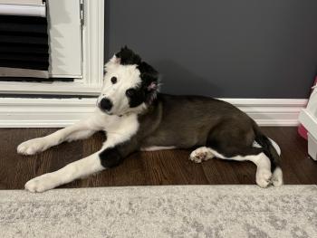 Juno, Border Collie