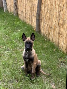 Vasko, Malinois Shepherd Dog