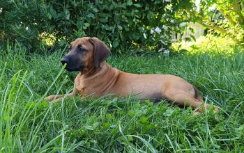 Ragnar, Rhodesian Ridgeback