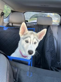 Nova, Husky Siberiano