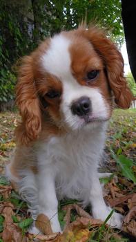 Vanille, Cavalier King Charles spaniel