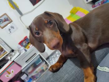 Venom, Dachshund (Pelo Largo)