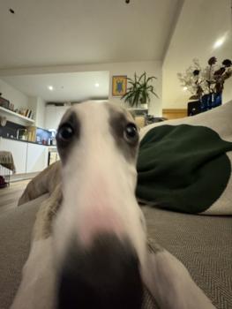 Walter, Whippet