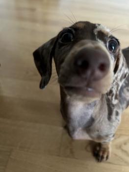 Margot, Dachshund (Pelo Largo)