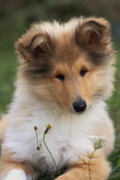 Valentine, Collie