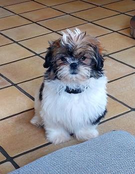 Mila, Shih Tzu