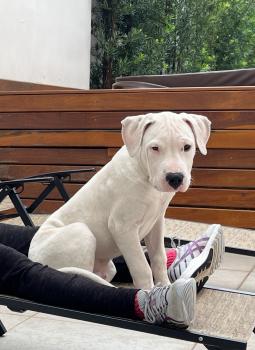 Bart, Dogo argentino