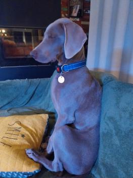 VASCO, Weimaraner