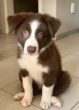 Bento, Border Collie