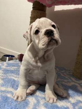 Venus, Bulldogge