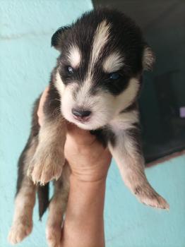 Fenrir, Husky Siberiano