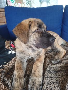 Hogan, Anatolian Shepherd Dog