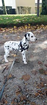 Nala, Dalmata