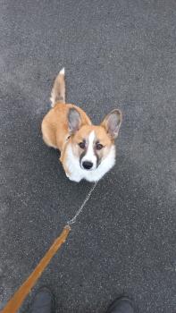 Owen, Welsh Corgi Pembroke