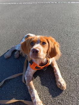 Newt, Brittany Spaniel 