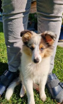 Guardians of the galaxy GOMEZ, Sheltie (Shetland Sheepdog)