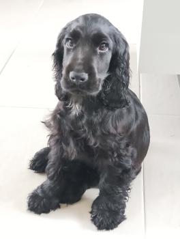 Elyott, Cocker spaniel