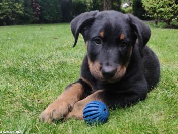 Vito, Beauceron Beauce Shepherd