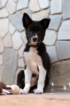 Nyx, Border Collie