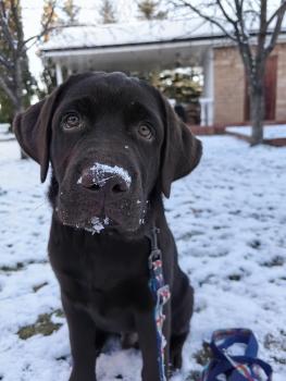 Lion, Labrador