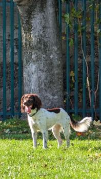 Cocoa, English Springer Spaniel