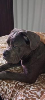 Zayra, Cane Corso