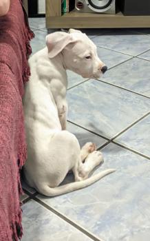 Zayra Vurak Blanco, Dogo Argentino