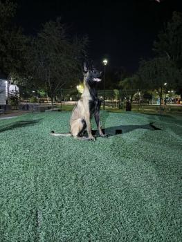 Máximo, Malinois Shepherd Dog