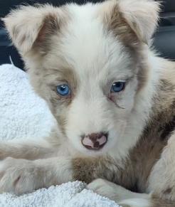 Arya, Border Collie