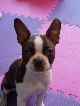 Yukon, Boston Terrier