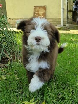 Vick Dream of Bear'd, Bearded Collie