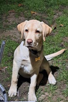 Marley, Labrador