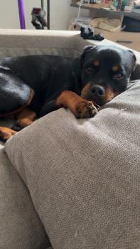 Valora, Rottweiler