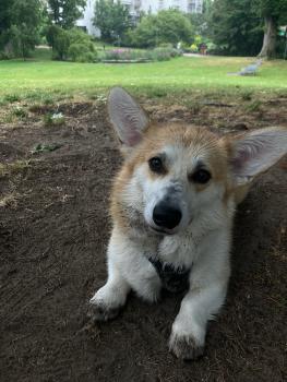 Thao, Welsh Corgi Pembroke