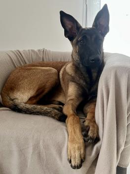 Nalla, Malinois Shepherd Dog