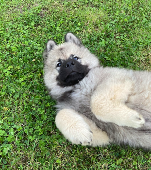 Aïsko, Eurasier