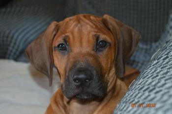 Valrock, Rhodesian Ridgeback