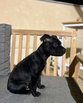 Venom, Staffordshire Bull Terrier