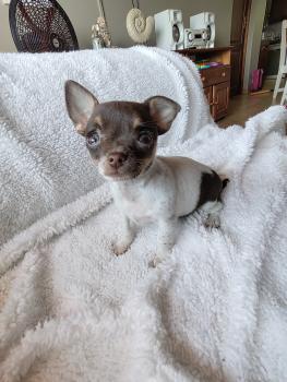 Klara, Chihuahua