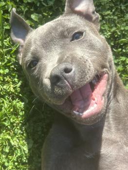 Blue, Staffordshire Bullterrier