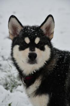 Nuka, Malamute