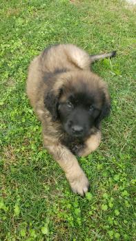 Iris, Leonberger