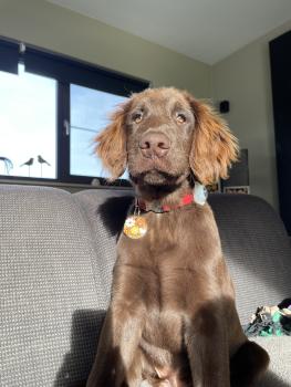 Dustin, Flat-Coated Retriever