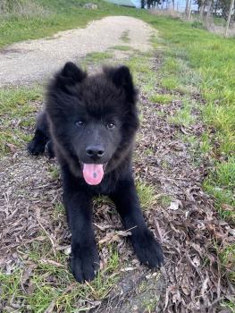 Vasco, Eurasier