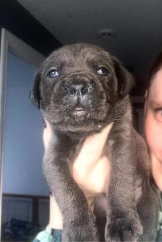 LOBO, Cane Corso