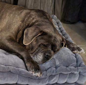 Haeven, Cane Corso