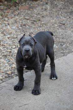 Rhaena, Cane Corso