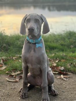 Voltaire, Weimaraner