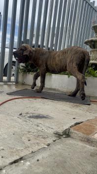 Jaquez, Fila Brasileño